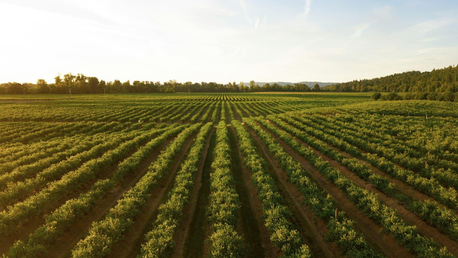 Illustration d'un drone agricole analysant des cultures avec l'intelligence artificielle